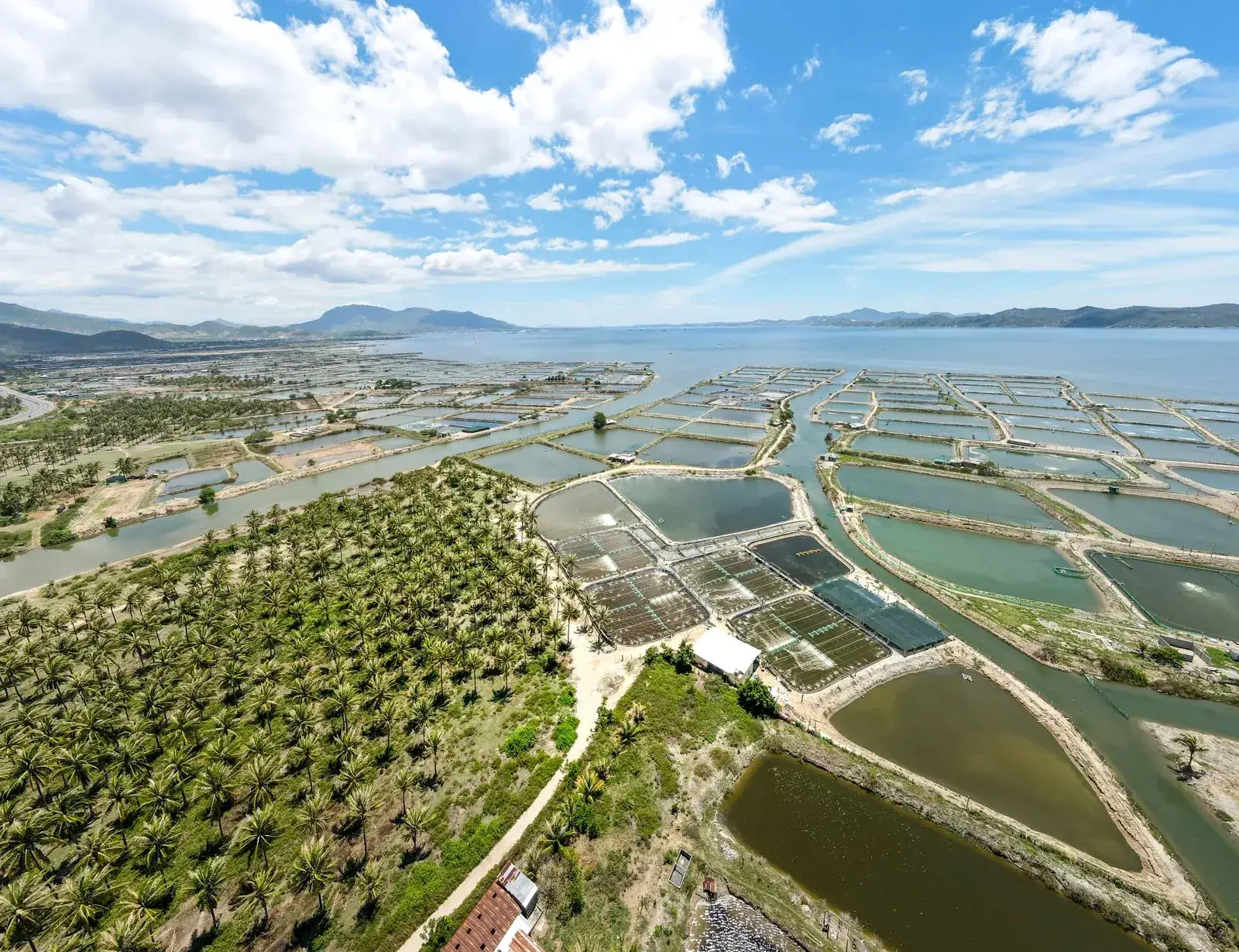 Vùng ao nuôi thuỷ sản ven biển miền Tây — nơi điện mặt trời giúp cắt chi phí quạt nước